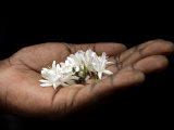 Coffee Flower Is Held Delciately in the Palm of a Sao Tomense Hand, Sao Tome