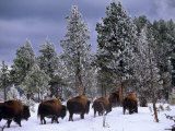 Idaho, Yellowstone National Park, Bison are the Largest Mammals in Yellowstone National Park, USA