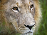 Mature Male Lion at the Africat Foundation in Namibia