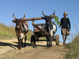 Buy Man Drives His Draught Oxen Pulling a Cart Along a Rural Road at AllPosters.com