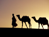 Buy Berber Tribesman Leads His Two Camels Along the Top of Sand Dune in the Erg Chegaga, in the Sahara at AllPosters.com