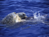 Leatherback Turtles Mating Off the Coast of Aldabra Island