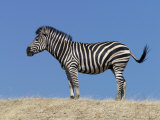 Burchell's Zebra, Okavango Delta, Botswana