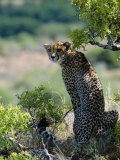 Female Cheetah Rests in the Shade at Kwandwe Private Game Reserve