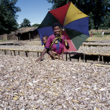 Buy Woman Shades Her Child as She Inspects a Rich Fish Haul Drying in the Sun, Malawi at AllPosters.com