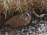 Northern Territory, A Spinifex Pigeon at Alice Springs Desert Park, Australia
