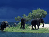 Zambezi River, Male Elephants under Stormy Clouds on the Bank of the Zambezi River, Zimbabwe