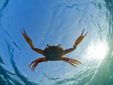 Djibouti, A Red Swimming Crab Swims in the Indian Ocean