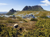Tasmania, Peaks of Cradle Mountain and Wallaby Running Through Bush on Overland Track, Australia