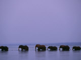 Herd of Elephants Cross the Zambezi River in Line