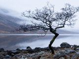 Solitary Tree on the Shore of Loch Etive, Highlands, Scotland, UK Photographic Print