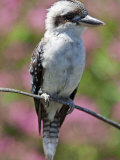 Australia New South Wales, A Kookaburra, a Large Terrestrial Kingfisher