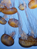 Buy California, Monterey Bay Acquarium, Pacific Sea Nettle Jellyfish, USA at AllPosters.com