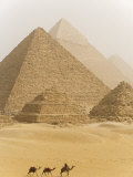 Camels Pass in Front of the Pyramids at Giza, Egypt