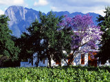Cape Dutch Farmstead Vineyard Near Franschoek, Western Cape, South Africa
