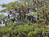 Buy Burma, Rakhine State, Fruit Bats Spend the Day Hanging from the Branches of Large Trees, Myanmar at AllPosters.com