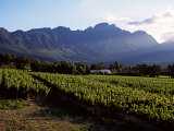 Vineyard at Franschoek, Western Cape, South Africa