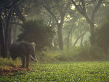 Elephant in the Early Morning Mist Feeding on Water Hyacinths, Mana Pools, Zimbabwe