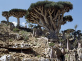 Endemic Dragon's Blood Trees Grow Among Socotran Desert Roses in the Homhil Mountains