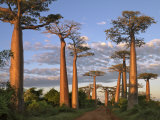 Avenue of Baobabs at Sunrise