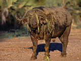 Lower Zambezi National Park, Old Buffalo Bull with a Wreath of Grass, Zambia