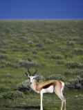 Male Springbok under a Stormy Sky in Etosha National Park, Namibia