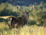 Red Deer Stag, Highlands, Scotland