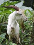 Buy Goat in Sao Tom&eacute; and Princip&eacute;, Africa's Second Smallest Country at AllPosters.com