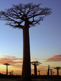 Avenue of Baobabs at Sunrise