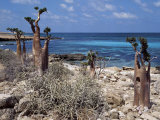 Socotra Island Ies in Arabian Sea, 180 Miles South of Arabian Peninsula