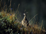 Willow Ptarmigan, Denali National Park, Alaska, USA