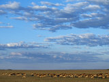 Bangweulu Swamp, Black Lechwe Herd Feeding on Grassy Plains on Fringe of Bangweulu Swamp, Zambia