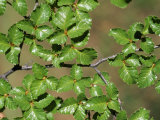 Patagonia, Los Glaciares National Park, Southern Beech Leaves, Argentina