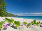 Buy South Pacific, Fiji, Kadavu, Deserted Beach on the East Coast of Yaukuve Island at AllPosters.com