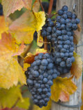 Vineyard, Bacharach, Rhine Valley, Germany
