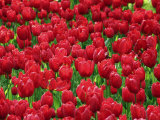 Madrid, Tulips, Spain