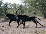 Two Male Sable Antelopes Run across Open Bush Country in the Chobe National Park