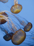 Buy California, Monterey Bay Acquarium, Pacific Sea Nettle Jellyfish, USA at AllPosters.com