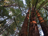 California, Redwood National Park, Redwood Tree Forest, USA
