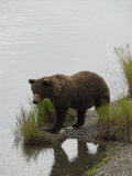 Brown Bear at Brooks River, Brooks Camp, Katmai National Park, Alaska
