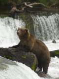 Brown Bear, Brooks Camp, Katmai National Park, Alaska, United States of America, North America
