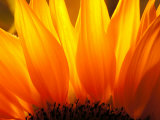 Sunflower Photographic Print