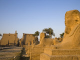 Avenue of Sphinxes Leading Up to Luxor Temple, Egypt