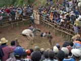Buy Large Crowd of Malagasy People Watch a Zebu Savika, or Rodeo, at the King's Palace, Ambositra at AllPosters.com