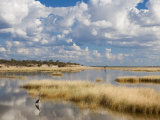 Buy Etosha Pan after Rains, Etosha National Park, Namibia, Africa at AllPosters.com