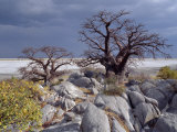 Gnarled Baobab Tree Grows Among Rocks at Kubu Island on Edge of Sowa Pan, Makgadikgadi, Kalahari