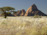 Nests of Weaverbirds, Spitskoppe Mountains, Damaraland, Namibia, Africa