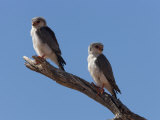 Buy Pygmy Falcon Pair, Kgalagadi Transfrontier Park, Northern Cape at AllPosters.com