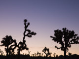 California, Joshua Tree National Park, Joshua Tree, Yucca Brevifolia, in Hidden Valley, Dawn, USA