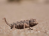 Buy Namaqua Chameleon, Namib Desert, Namibia, Africa at AllPosters.com